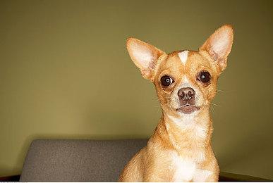 GOG喜加一：《X变体：防御》完整版免费领